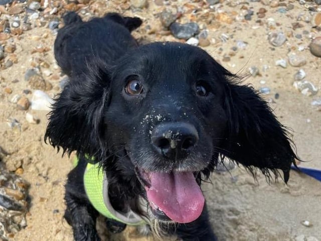 Cleo is a lovely bouncy spaniel with a few health conditions. She is looking for either an adopter or a foster carer to provide a home for her while the RSPCA investigates and resolves a few medical concerns. She is a very affectionate girl who is struggling with her time in kennels, and the RSPCA said 'she just needs a home where can be spoilt and doted on'. She is a very cheeky character with lots of love and affection, she loves a paddle in the pool or a trip to the beach. Sadly, she has most likely has never lived in a home before, so will need someone who is understanding while she learns the luxuries of a house.