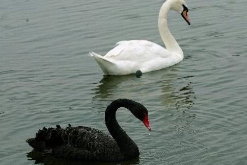 Swans on Widewater Lagoon in May 2008