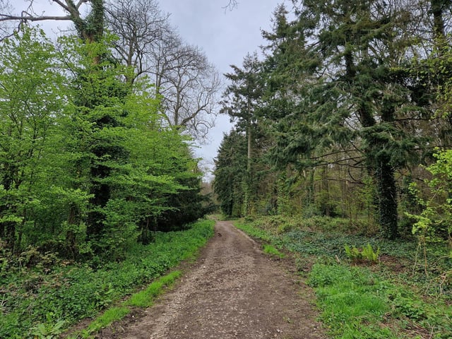 Carry on north through Stonyland Copse