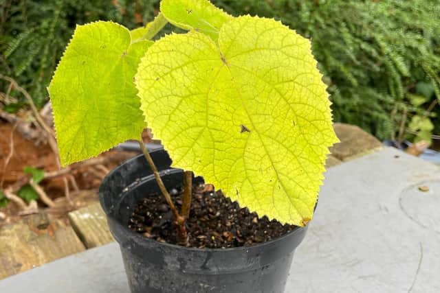 The council said it is also looking forward to adding the tree’s saplings to its gardens ‘in the near future’. Photo: Worthing Borough Council
