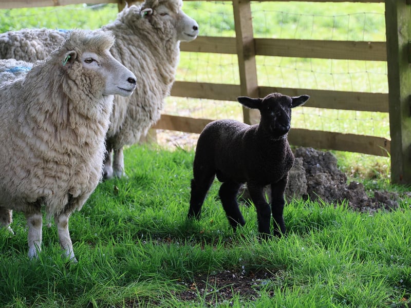 Blessing of the Lambs ceremony