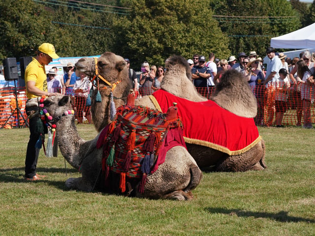 Huge crowds were in Findon today (September 9) to attend the world-famous sheep fair.