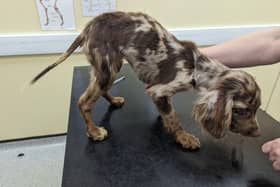 The seven-month-old spaniel was severely underweight and dirty.