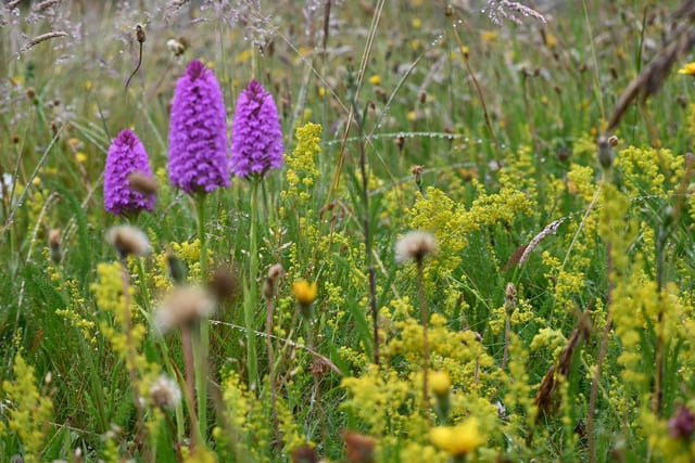 The changes have included new mowing timetables that give wildflowers the chance to emerge and wildlife to move in.