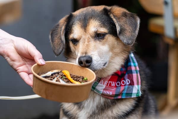 A pub in West Sussex is launching a new menu just for dogs ahead of National Pet Day. Photo: Frankie Julian