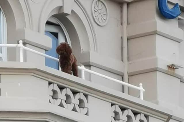 The dog on the ledge of the hotel