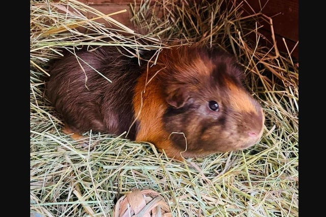 Guinea pig: Bear (male), three years old 
Bear is a more mature male guinea pig that is looking for his happy ever after. Beautiful colouring, easy to handle and such a cutie pie.