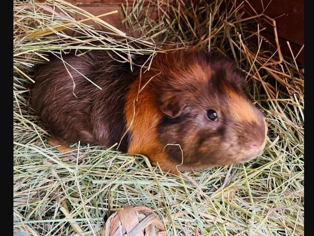 Guinea pig: Bear (male), three years old 
Bear is a more mature male guinea pig that is looking for his happy ever after. Beautiful colouring, easy to handle and such a cutie pie.