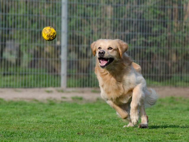 Allowing your dog to try different fun activities, such as nose games/brain games and sniffy walks with you will make them happier. Ensure your switching up from the expected every now and again to give them some variety. Visiting different environments together such as the beach or the forest can help grow the bond between you. You know your dog best, so work together, experiment and find ways to enrich their life that suit you both to make sure you are living a life well loved.