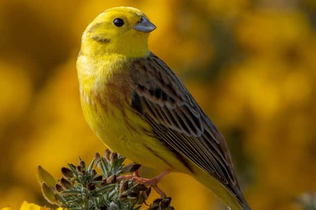 Yellowhammer in South Downs National Park (Photo: Piers Fearick)