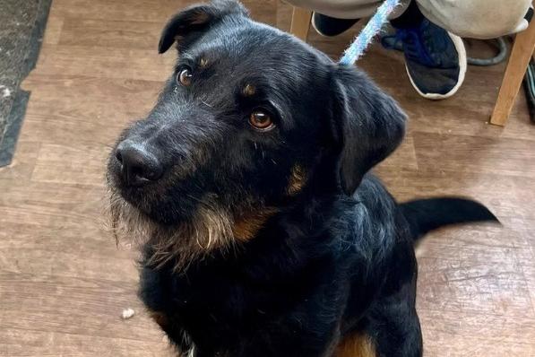 Arlo is looking for a new home as a matter of urgency, Arundawn said. He is 'the perfect house guest', according to the charity. He is clean indoors, loves affection, and is good with children and adults alike. He needs a strong-minded owner who will work with his lead manners and attention span outside.