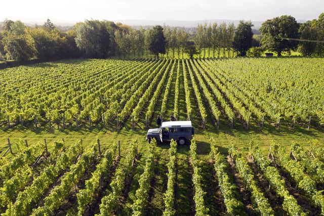 Nyetimber vineyard at West Chiltington