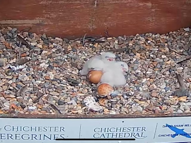 Adorable peregrine falcon eggs hatch at Chichester Cathedral
