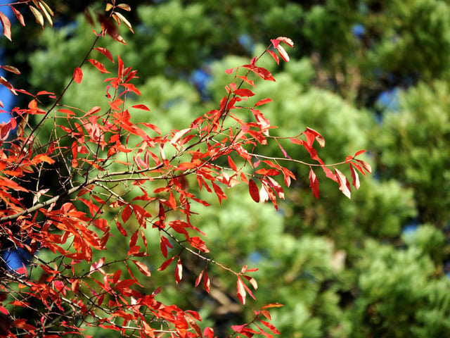 Vivid autumn colour at Sheffield Park and Garden. HR26102605 Pic Hollie Robards/Iconic Media Group