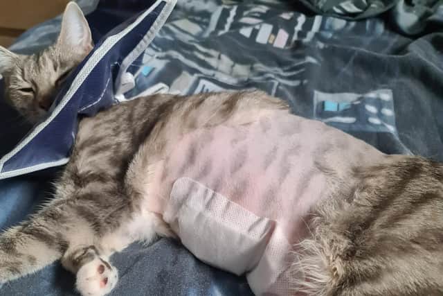 Dan Neve's cat Dusty after the incident at Acre Close, Haywards Heath, in July
