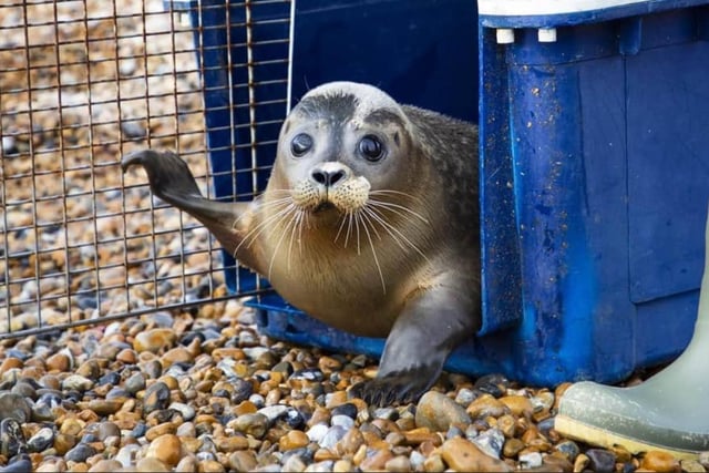 A seal released after being cared for by Mallydams