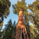 The giant sequoia, Sequoiadendron giganteum: the biggest tree in the world