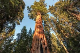 The giant sequoia, Sequoiadendron giganteum: the biggest tree in the world