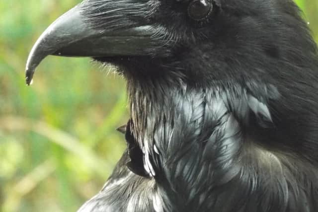 Terry the Raven