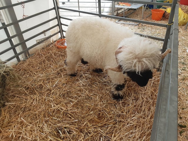 The South of England Show took place at the weekend