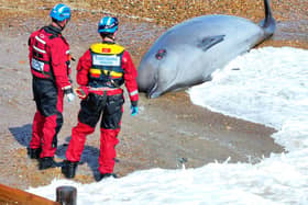 A northern bottlenose whale has washed up on the beach at Rustington