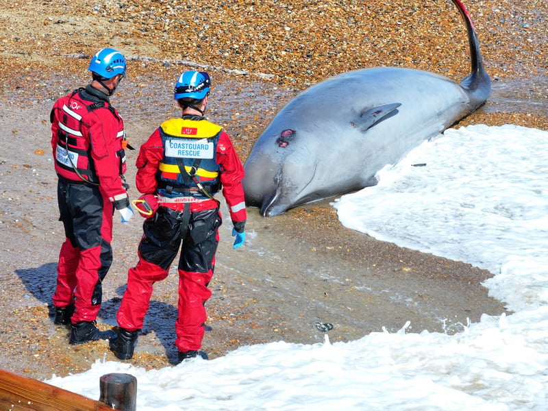A northern bottlenose whale has washed up on the beach at Rustington