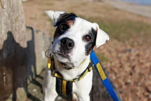 Logan is currently looking for a foster family to help integrate him back into home-life. Please do get in touch with Dogs Trust Shoreham if you can open up your home temporarily as a stepping-stone, before finding his forever family. The sweet chap is deaf, which doesn’t affect his playful character or super smart brain but means he’ll be looking for understanding carers who can offer him plenty of patience. He’ll need adult-only owners and must be the only pet. A garden of his own is essential, as he will need to build up going for his walks over time, and only once he is fully settled in at home. Dogs Trust said Logan’s foster carers 'will be superheroes in disguise'! The team is looking for people full of commitment and who have a willingness to learn all about his ongoing training plans. They must be able to visit the rehoming centre on multiple occasions to build up a strong bond with Logan, and so that they can work alongside our Training Team. For this reason, his foster home should be within an hour’s drive to the rehoming centre in Shoreham.