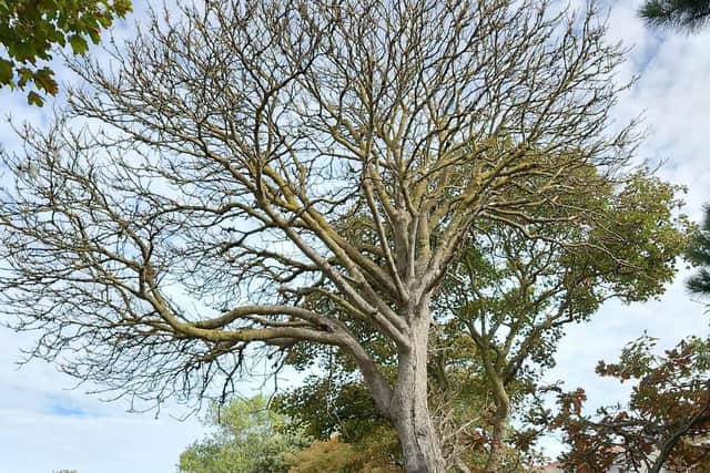 WBC said the trees ‘sadly needed to be felled’ to help ensure the green space remains safe for residents and visitors. Photo: WBC