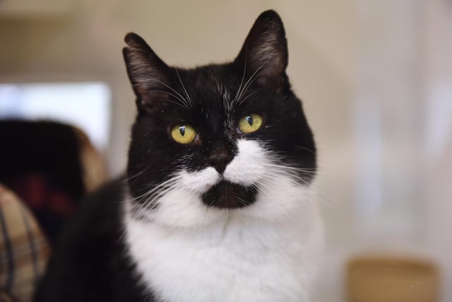 This is Flanders who has spent most of his life as a stray and now needs a home