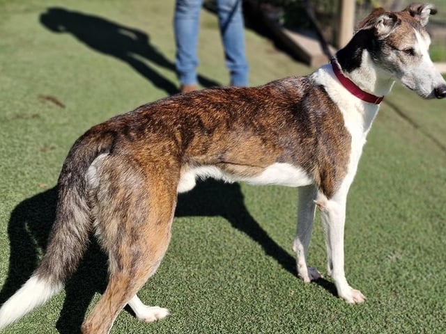Charlie is a delightful boy who is looking for a home with a good-sized garden, preferably by himself or with a female companion. He has previously lived as a family dog and is houstrained. He walks well on the lead and is friendly when meeting new people. Arundawn said he can be quite talkative and loves to be included in anything interesting! His recall is selective so this needs to be kept in mind on walks. He would do best free running in a secure field as he loves his zoomies!