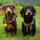 Astro and Scrappy Doo are looking for a home together. These loveable lads will need to be the only pets in their new abode and would benefit ongoing training to help build up their social skills around other dogs. They’re looking for an adult-only home, due to a previous history of growling at a child, and because of their nervous natures, Dogs Trust said. Patient adopters, who can support Astro and Scrappy with some general confidence building would be ideal. While Astro is an excitable chap on his walks and enjoys exploring, he can be apprehensive when there’s lots going on around him and when seeing other dogs. As such, he would be better suited to quieter walking areas.