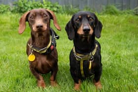 Astro and Scrappy Doo are looking for a home together. These loveable lads will need to be the only pets in their new abode and would benefit ongoing training to help build up their social skills around other dogs. They’re looking for an adult-only home, due to a previous history of growling at a child, and because of their nervous natures, Dogs Trust said. Patient adopters, who can support Astro and Scrappy with some general confidence building would be ideal. While Astro is an excitable chap on his walks and enjoys exploring, he can be apprehensive when there’s lots going on around him and when seeing other dogs. As such, he would be better suited to quieter walking areas.