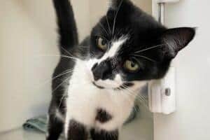 Sophie the cat is looking for a new home