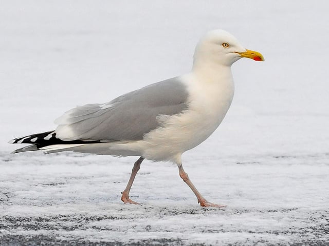 This seagull does not look like it's having fun in the snow