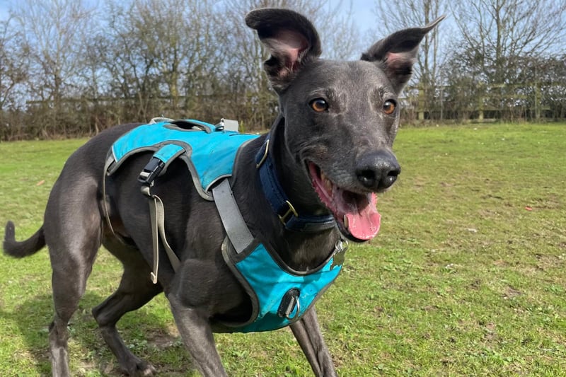 Reggie has been described as 'a lovely boy' who is very calm indoors and likes to snooze on the sofa. He struggles with reactivity to cats and some dogs outside, but has improved on this significantly in his previous home. He is not able to live with other dogs, cats or small furry animals, and is looking for an adult-only home. Reggie enjoys walks on the beach and countryside and loves chasing a ball.