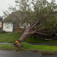 Shock as ‘Shrek and skeleton’ tea party display crushed by falling tree in Seaford during Storm Austen