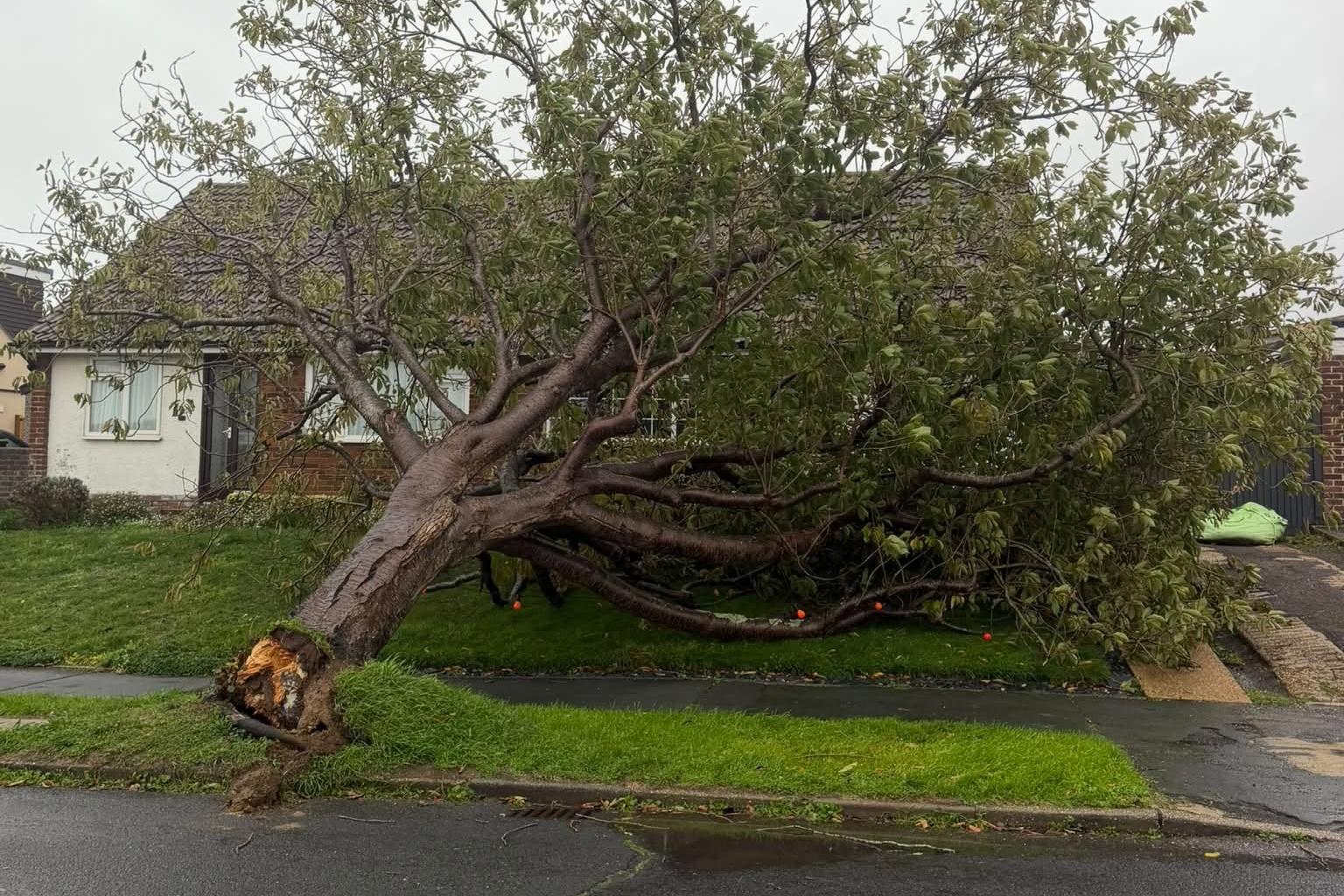 Shock as ‘Shrek and skeleton’ tea party display crushed by falling tree ...