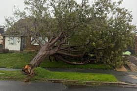 Els Faith said the 'Shrek and skeleton' tea party Halloween display on Homefield Road, Seaford, was crushed. Photo: Els Faith