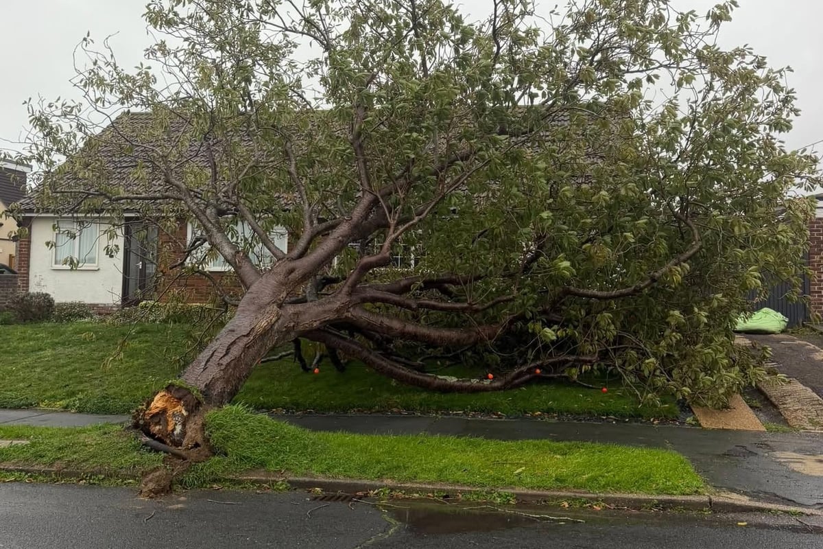 Shock as ‘Shrek and skeleton’ tea party display crushed by falling tree in Seaford during Storm Austen