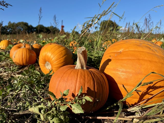 A popular pumpkin patch in Rogate has returned, with visitors invited to pick pumpkins and explore a range of autumn-themed activities.