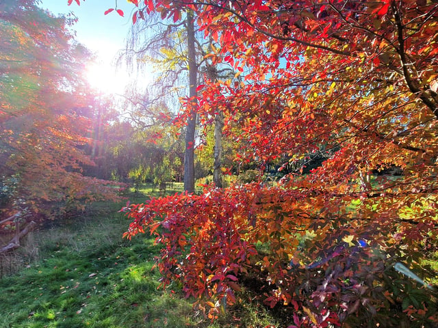 Vivid autumn colour at Sheffield Park and Garden. HR26102605 Pic Hollie Robards/Iconic Media Group