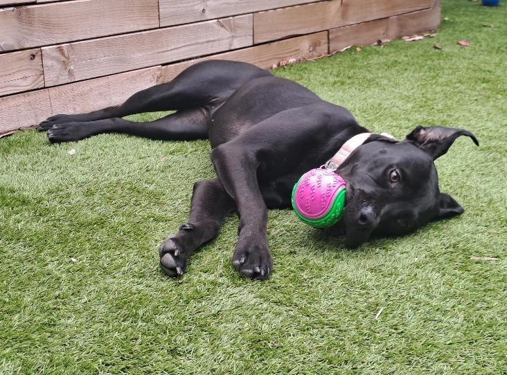 Peggy is a kind-hearted, sociable girl who was originally brought to the centre after being found in a box on the streets. Unfortunately, she contracted ringworm and had to stay in isolation, leading to her missing out on key training and socialisation at a young age. Despite this, Peggy has adapted well to living in a home environment and loves to be in the company of people. She sleeps in a crate at night and takes herself to bed without any fuss. She is generally a chilled girl and will lounge around the house for a lot of the day – but typically of a dog her age, has periods of excitement in the morning and evenings, when she likes to play with her chew toys, snuffle mats and chases her ball or frisbee outside. She is friendly with other dogs but will need to be the only dog in the home to ensure she can receive the attention she craves. She sometimes gets a bit anxious by the roadside and will need to gain confidence around traffic.