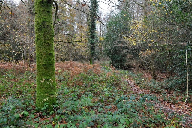 Ebernoe Common, near Petworth, is a varied ancient wooded area, now a Sussex Wildlife Trust nature reserve, with ponds, streams, meadows and reclaimed arable land boasting a variety of sites including spectacular bluebells.