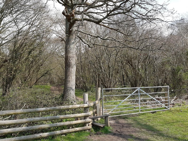 Go through into an area of woodland where there are lots of spring flowers and a wide path that is easy to follow.