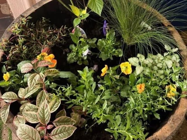 New planters for Hastings Old Town