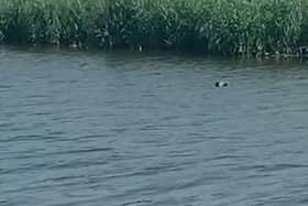 A couple from Worthing spotted a seal in the River Arun outside The Black Rabbit pub in Arundel (Still image from video courtesy of Urszula Kasza)