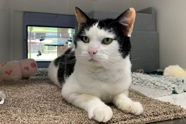 A stray cat who was found with a horrific injury caused by a flea collar is looking for a new home after making a remarkable recovery at a Sussex animal rescue.