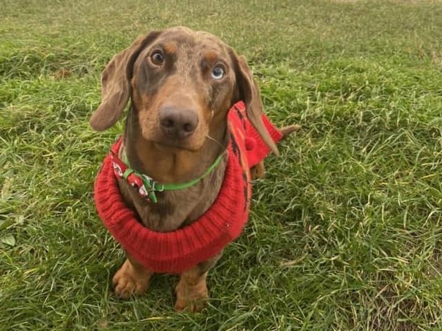 Worthing resident Flick McCluskey's pup is ready for the big day.