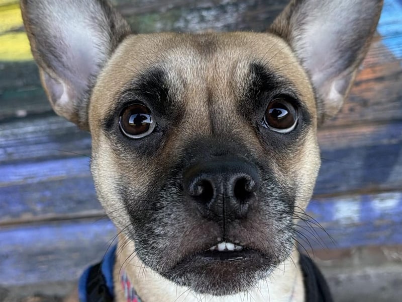Frubes is a friendly girl who can be a little shy initially. She knows 'sit', 'down' and 'paw' and walks well on the lead. She enjoys playing, especially with a ball or football. Frubes may be able to live with another dog after successful introductions at the shelter. She has a strong chase instinct so would not be suitable with cats or small animals. She is a new arrival who is still being assessed.