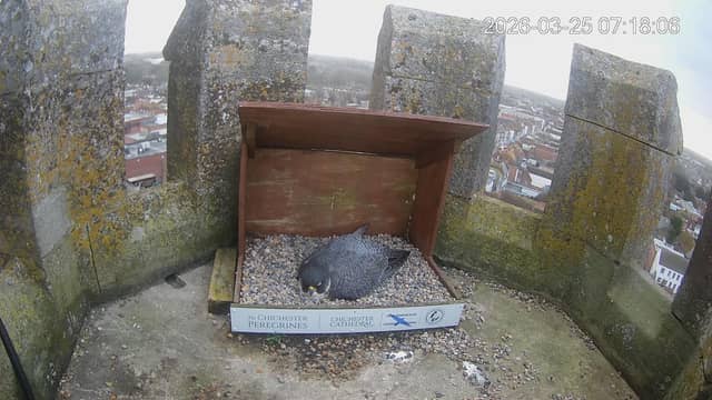 The female peregrine falcon is keeping the eggs warm